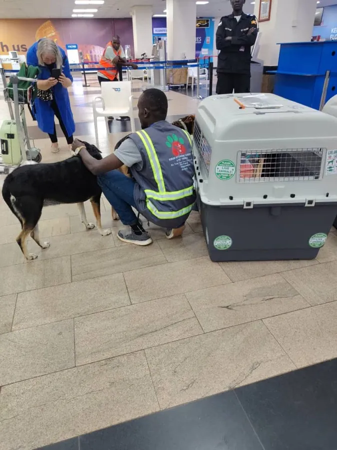 A Kiram Air handler settling a dog beside its IATA crate while the owner photographs them at the terminal